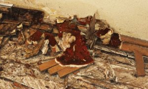 What’s Dry Rot and How Do You Fix It?
