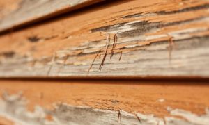 How Does Dry Rot Affect Selling Your Home?