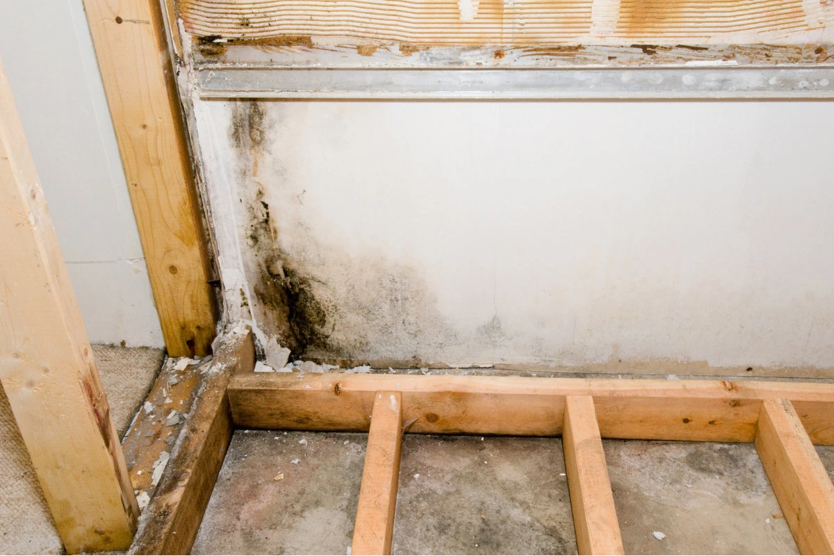 wet rot forming black mold near