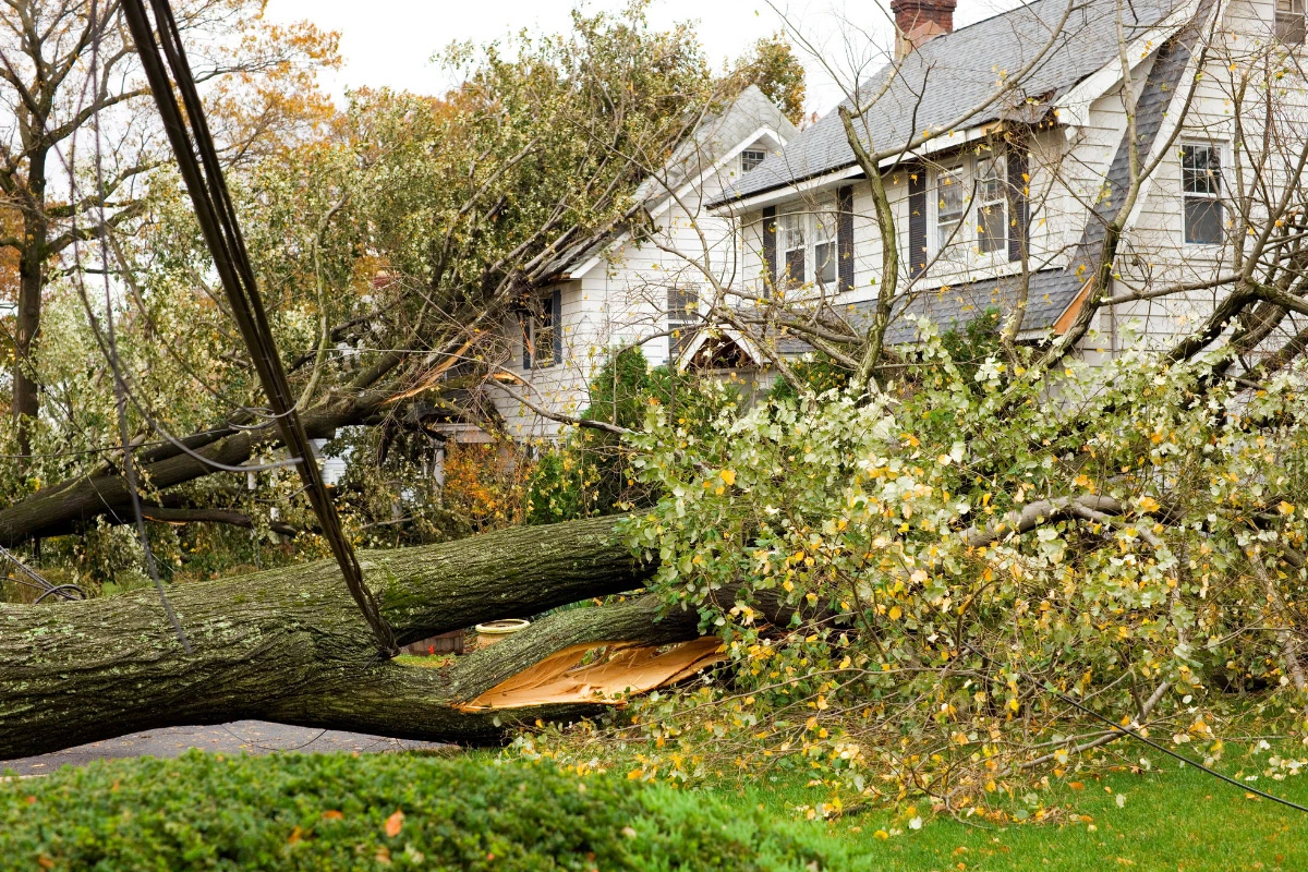 fallen tree from storm | sister siding