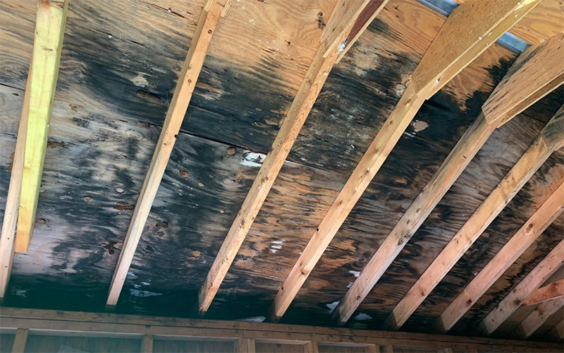 water-damaged-roof-with-black-mold-wood-rot