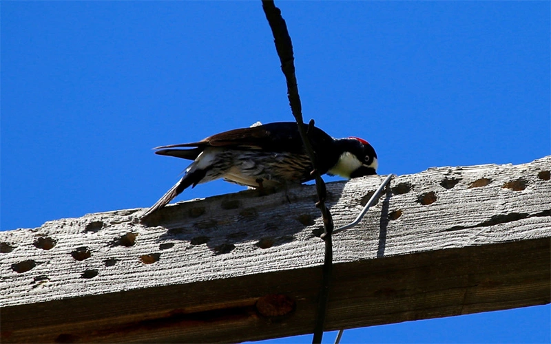 woodpecker-pecking-holes-in house-wood-plank-and-causing-damage-to-siding