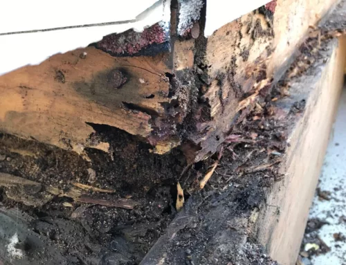 Dry Rot: What It Is and How It Affects Your Health