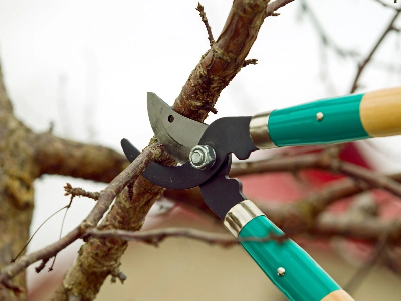 tree-branches-being-cut-away-from-siding-to-prevent-siding-damage-and-scratches-when-theres-wind