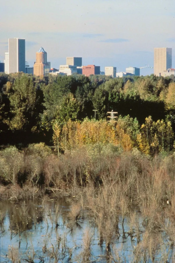 portland-skyline-portrait Portland, Oregon, skyline view of foliage and the city